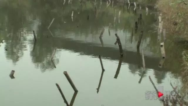 湖南鱼塘惨景，数千斤鱼疑遭毒死，警钟为谁长鸣？