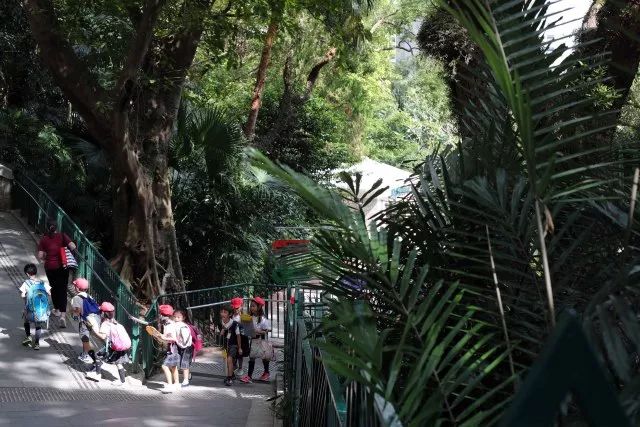 香港动植物公园猴子悲剧