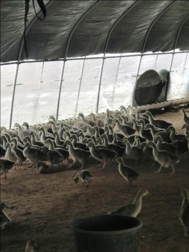 最新鹅苗价格详解，查询与选购指南