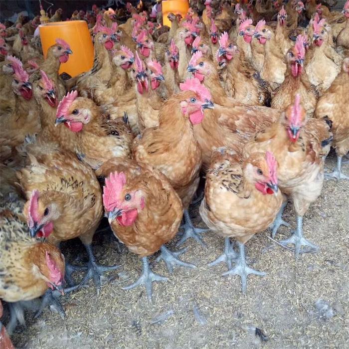 成都鸡价格最新动态更新