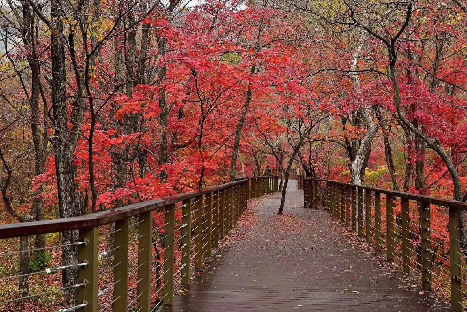 最新经典传奇视频，自然美景的心灵之旅之旅