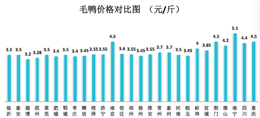 今日毛鸭市场价格及市场分析概览