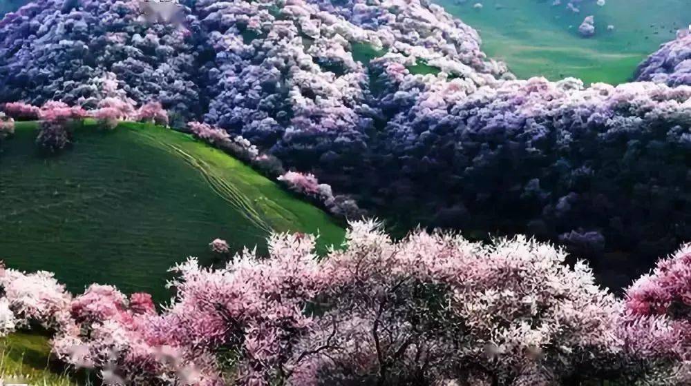 四木最新，自然美景之旅，探寻内心平和与喜悦的旅程